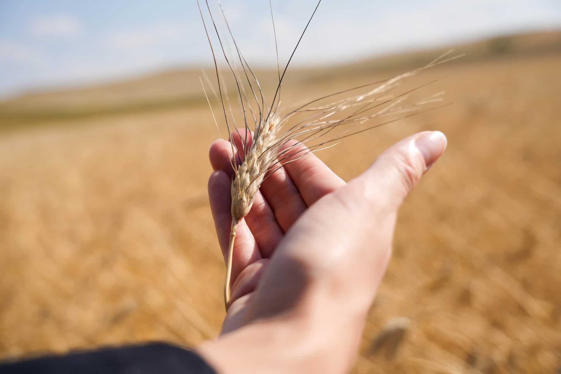 Vibrant dry grass stalk in hand over expansive grassland landscape.