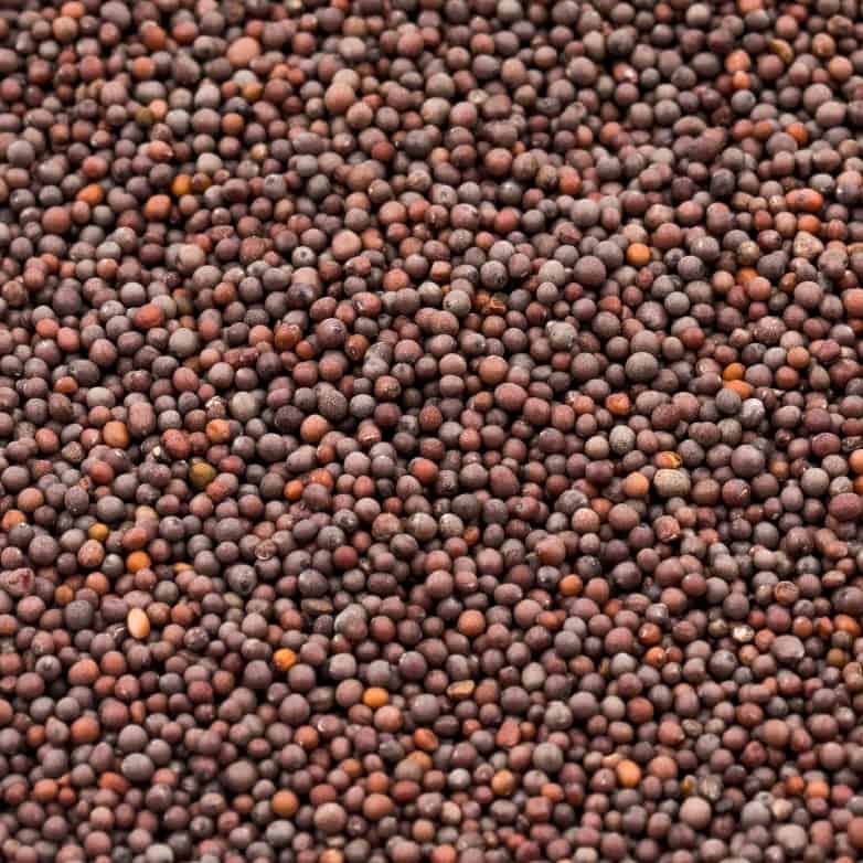Close up of Grasslands Brown Mustard.