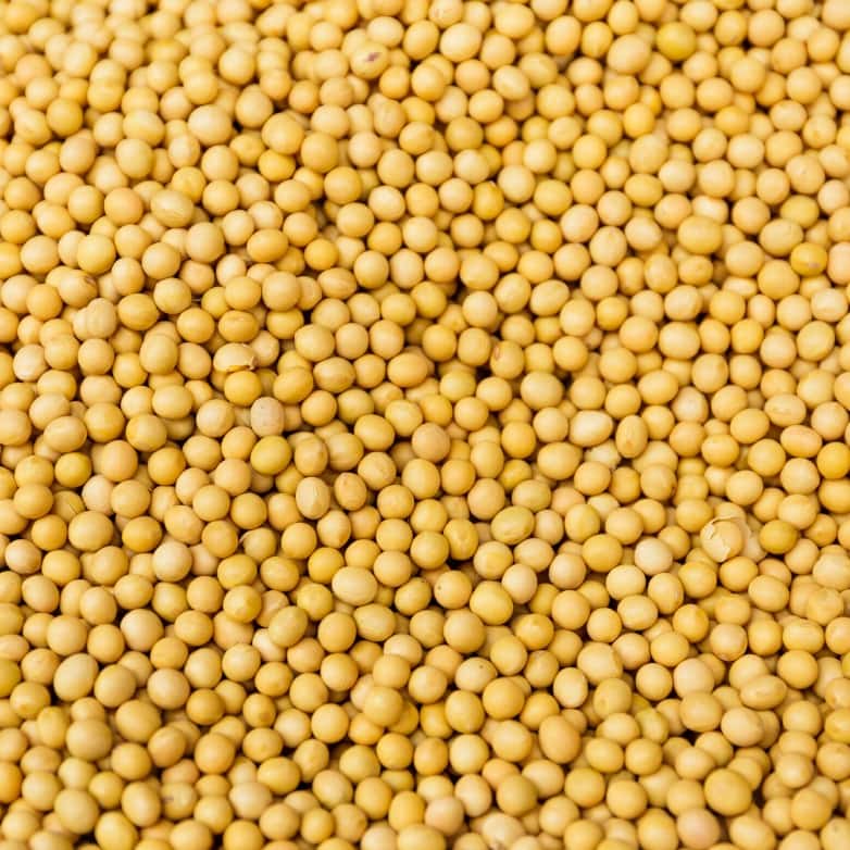 Close up of Grasslands Yellow Mustard.