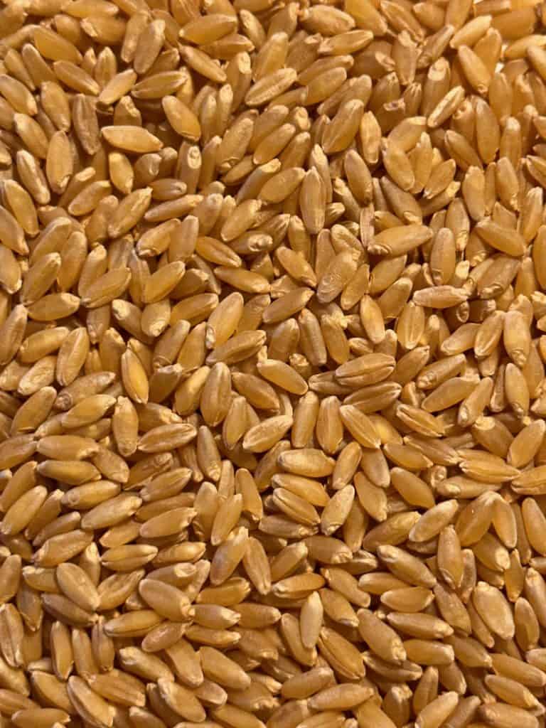 Close up of Grasslands Durum.