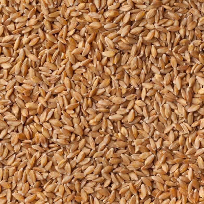 Close Up of Grasslands Einkorn.