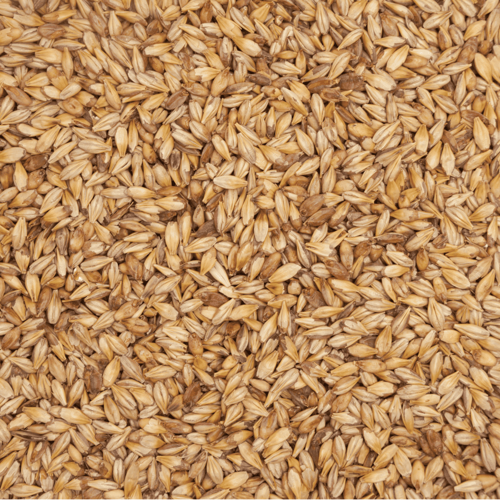 Close up of Grasslands Feed Barley.