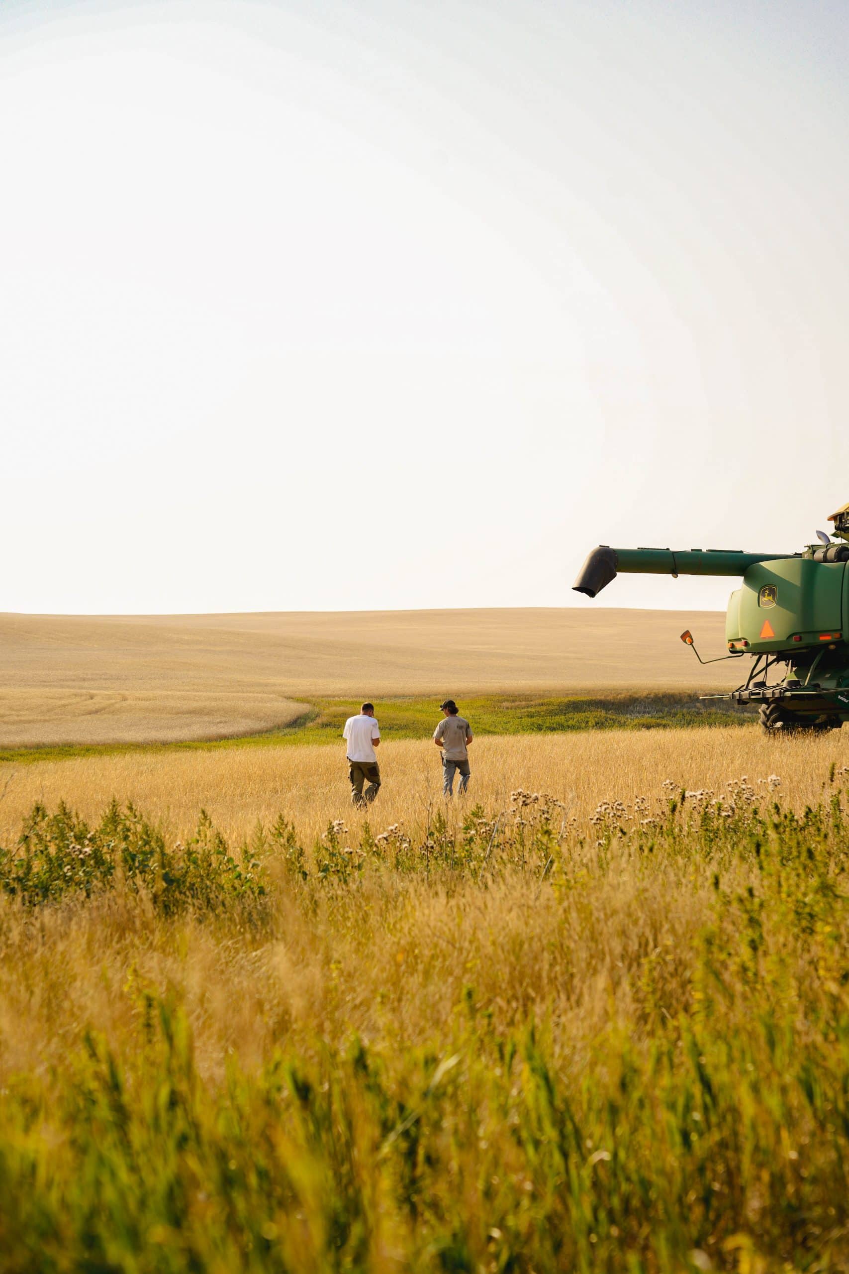 High-yield alfalfa crop being harvested with equipment in a lush farm field.