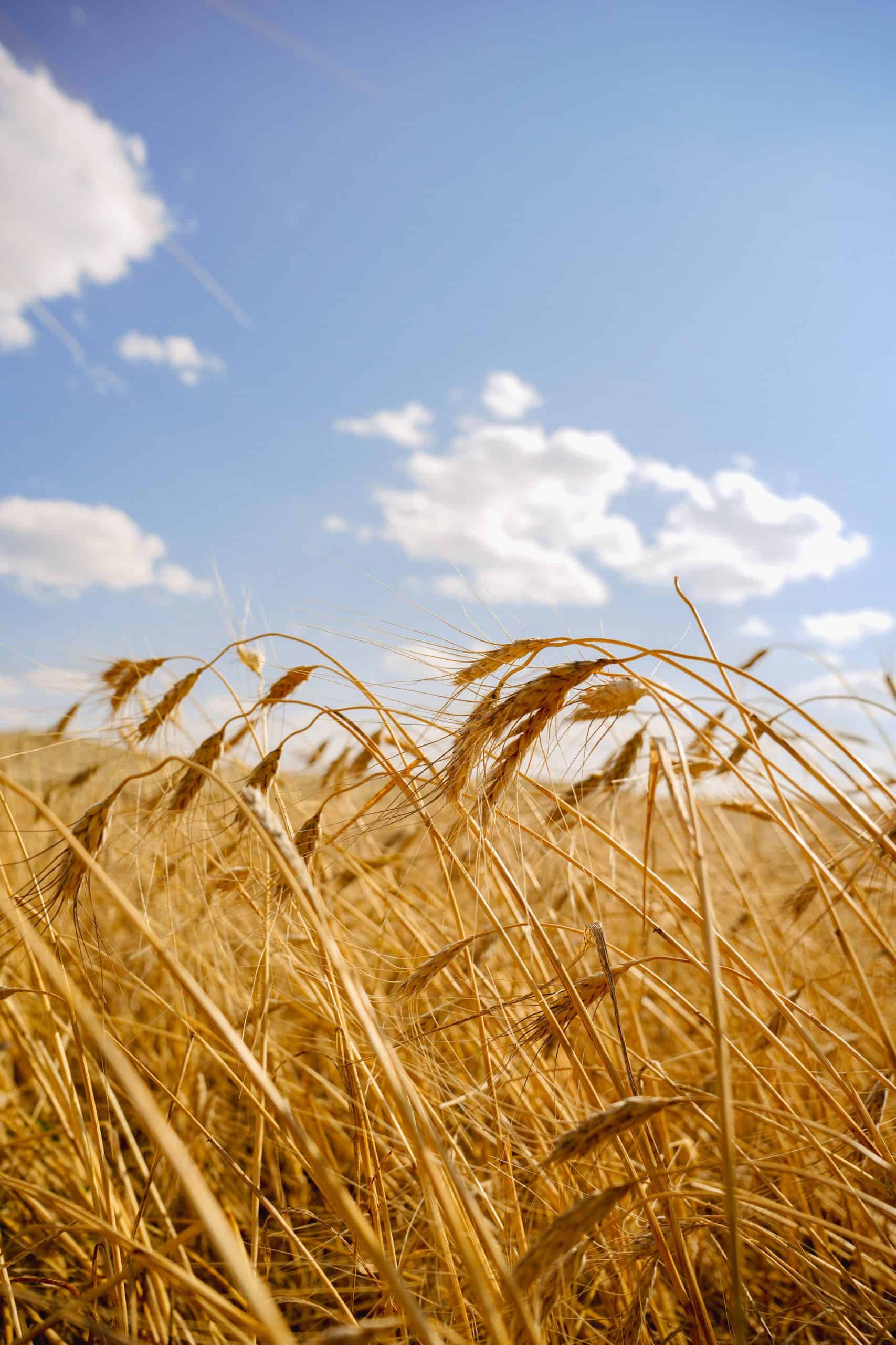 Golden wheat field under blue sky with clouds during harvest.