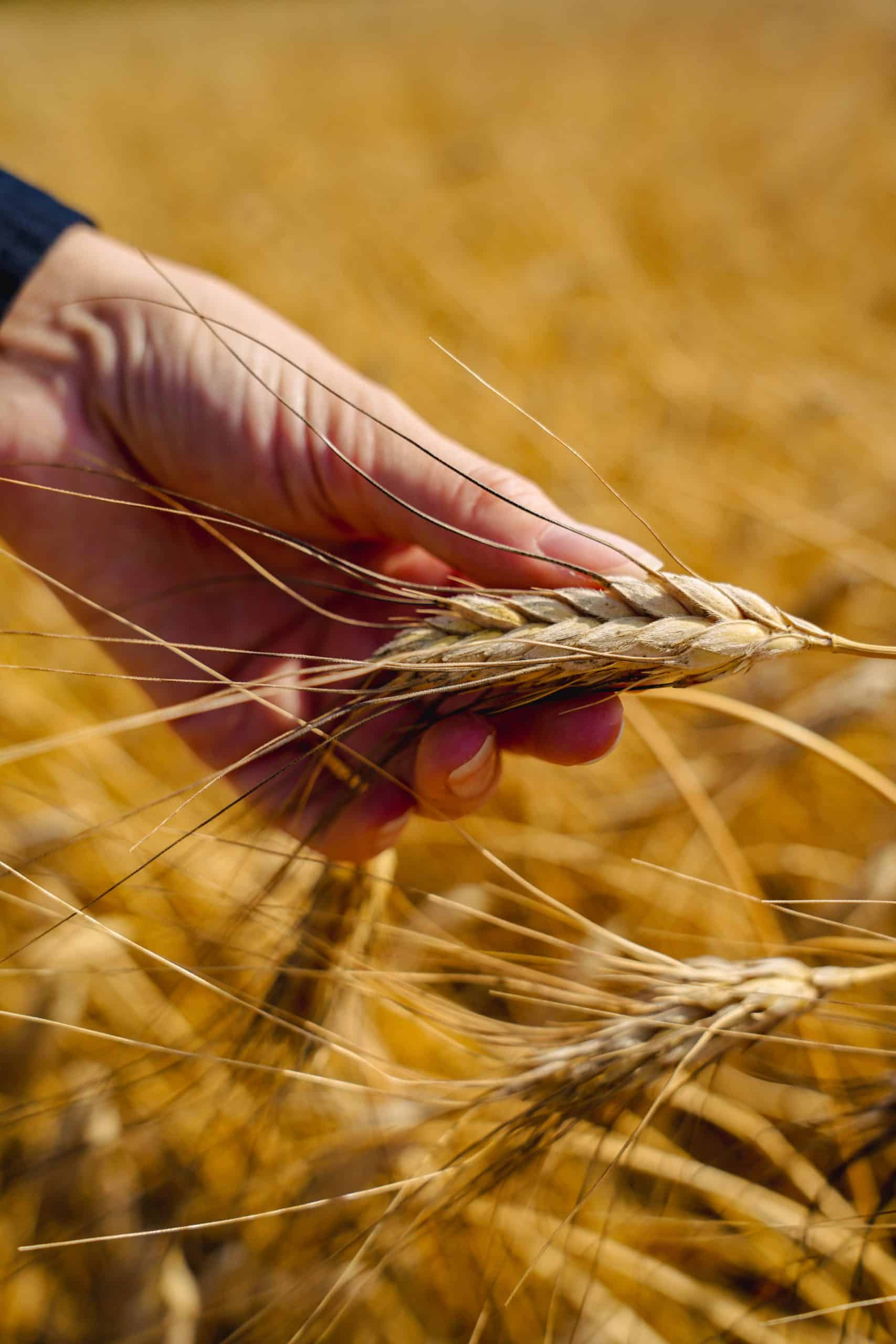 Golden wheat field with a farmer inspecting ripe grain during harvest.
