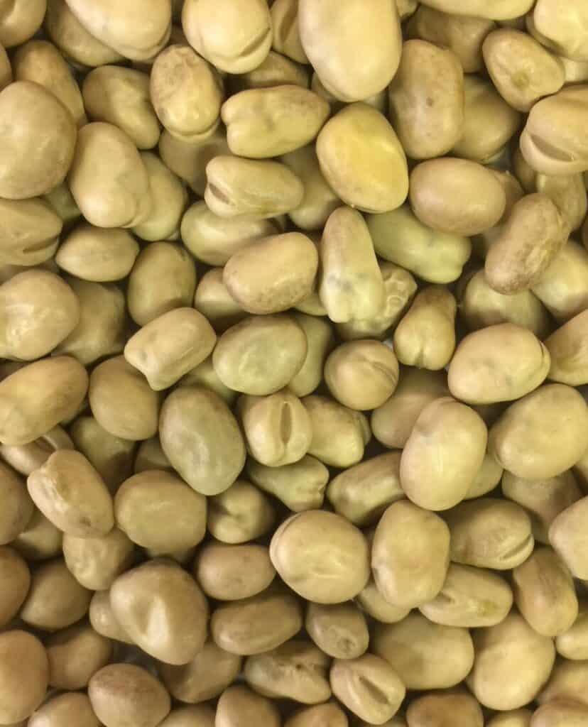 Close up Grasslands Fava Beans.