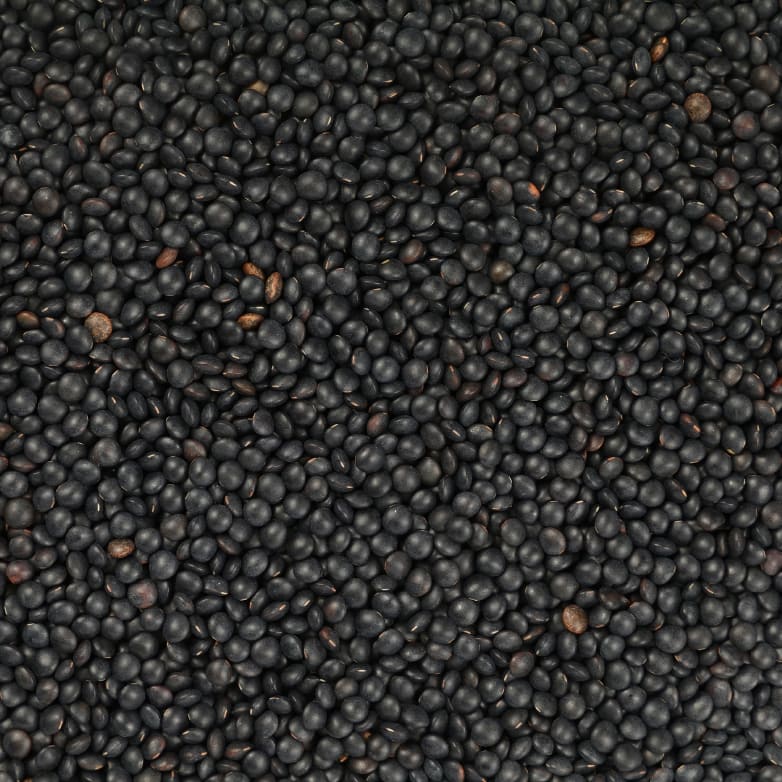 Close up of Grasslands Black Lentils.