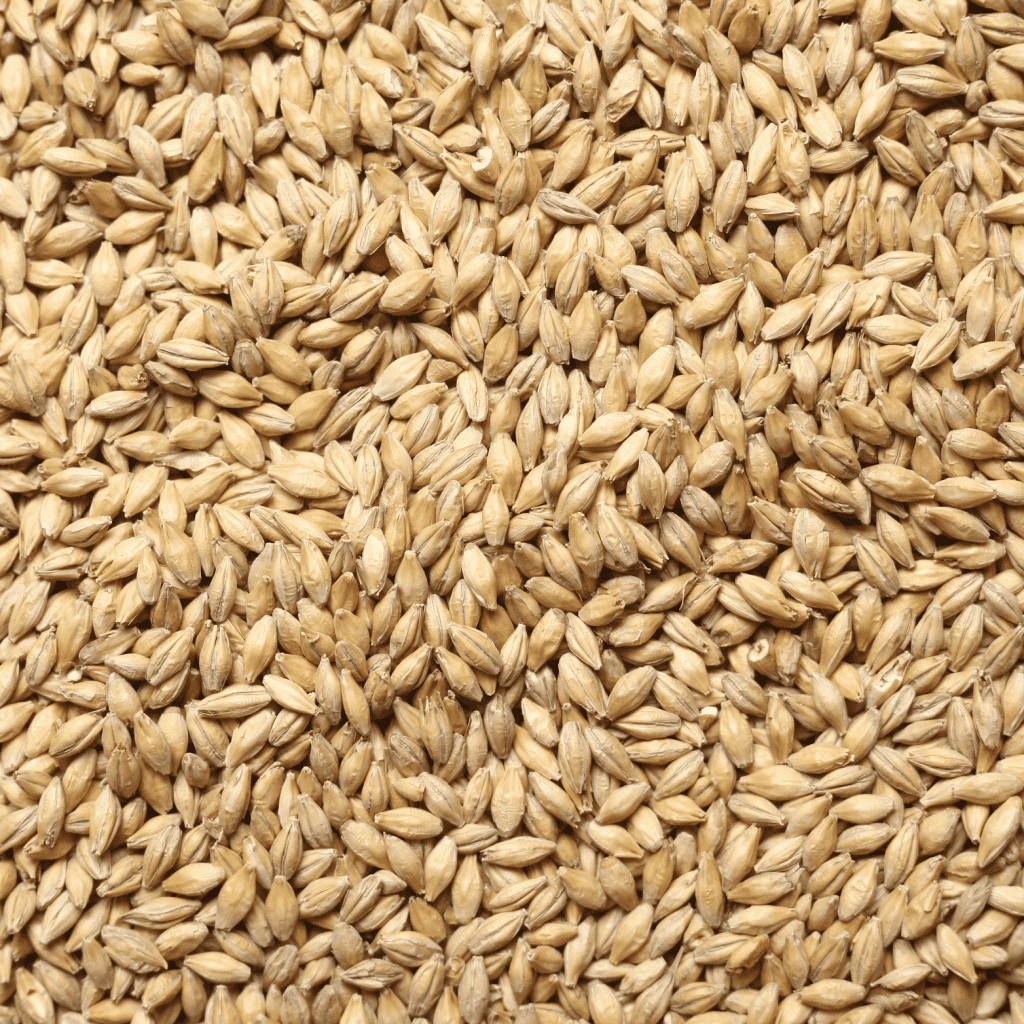 Close up of Grasslands Milling Barley.