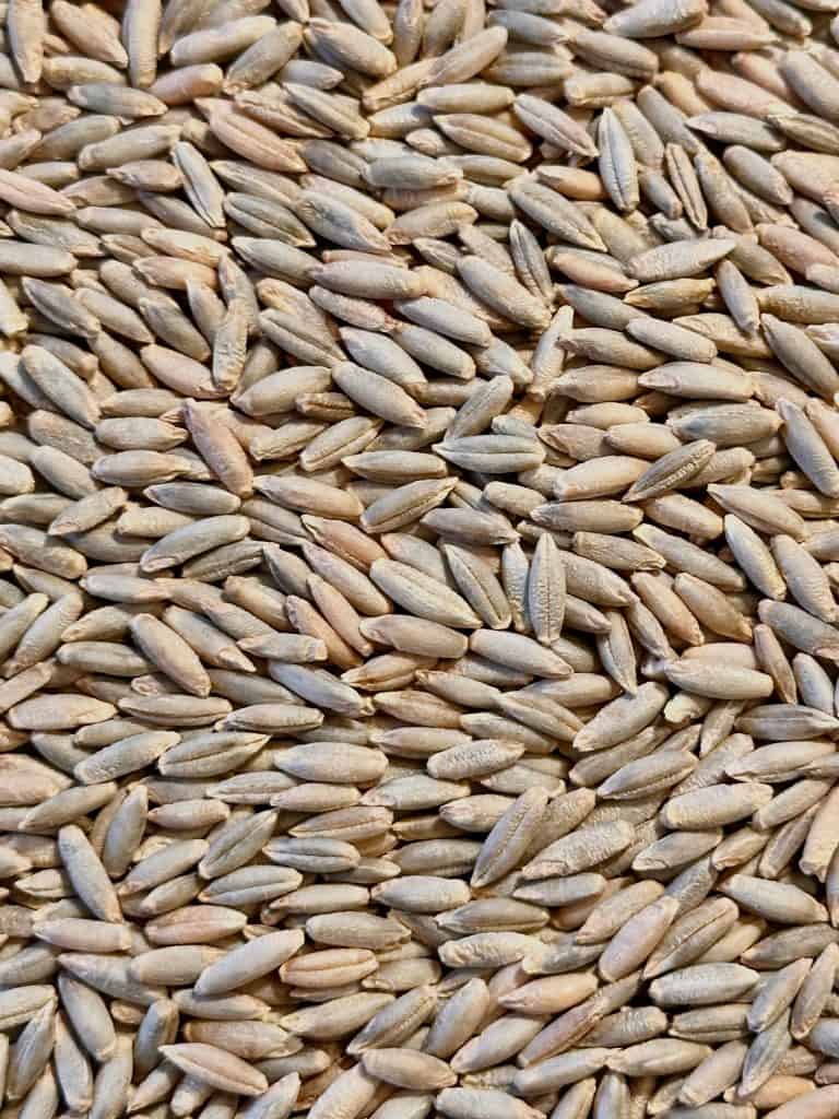 Close up of Grasslands Rye.