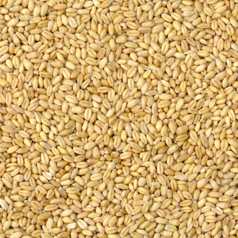Close up of Grasslands Soft White Wheat.
