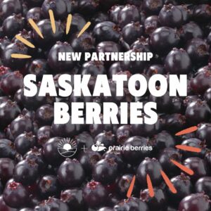 Fresh Saskatoon berries for organic farming and agriculture in Saskatchewan.